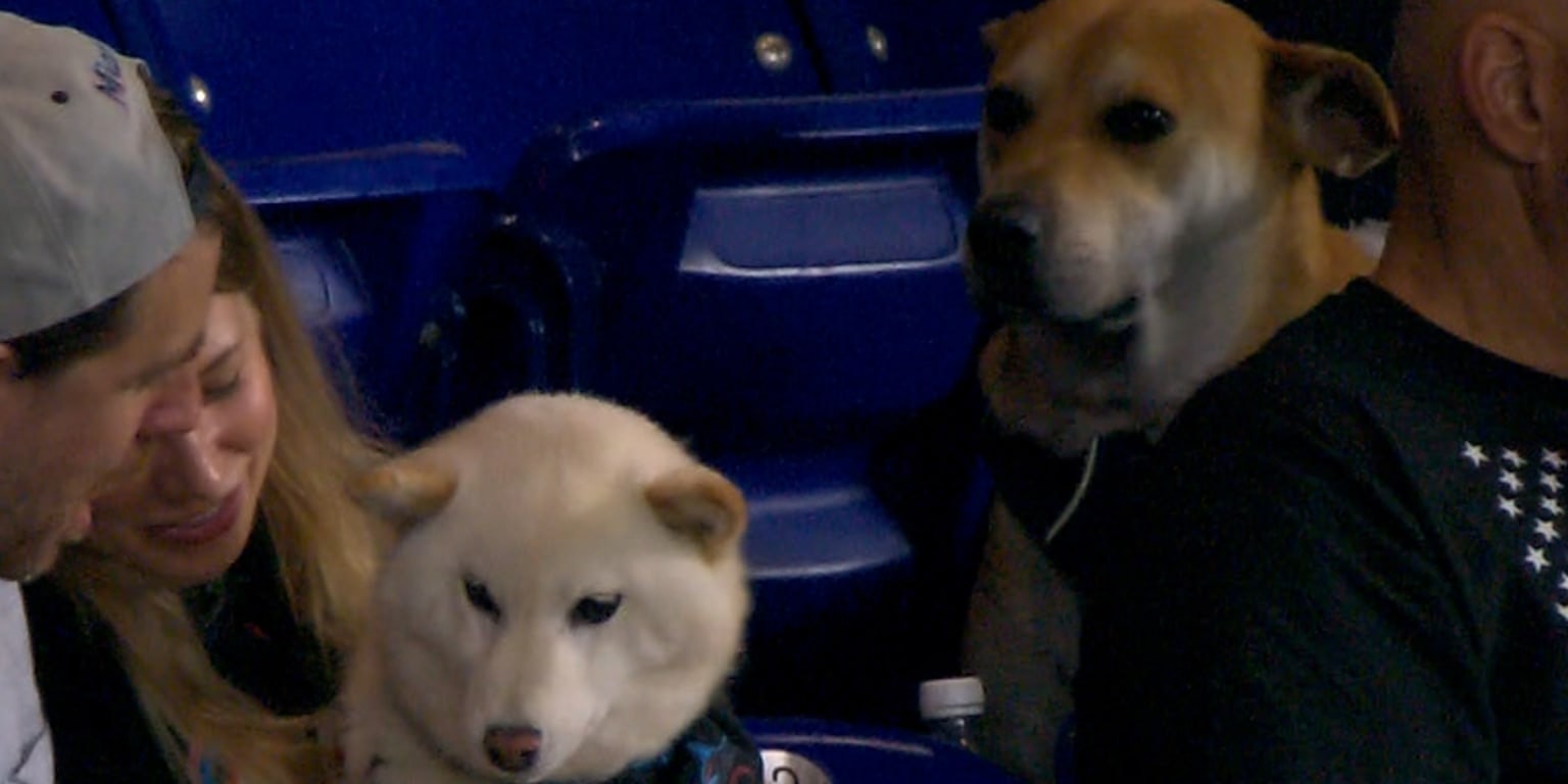 Marlins host a “dream day” for a disappointed dog at loanDepot park
