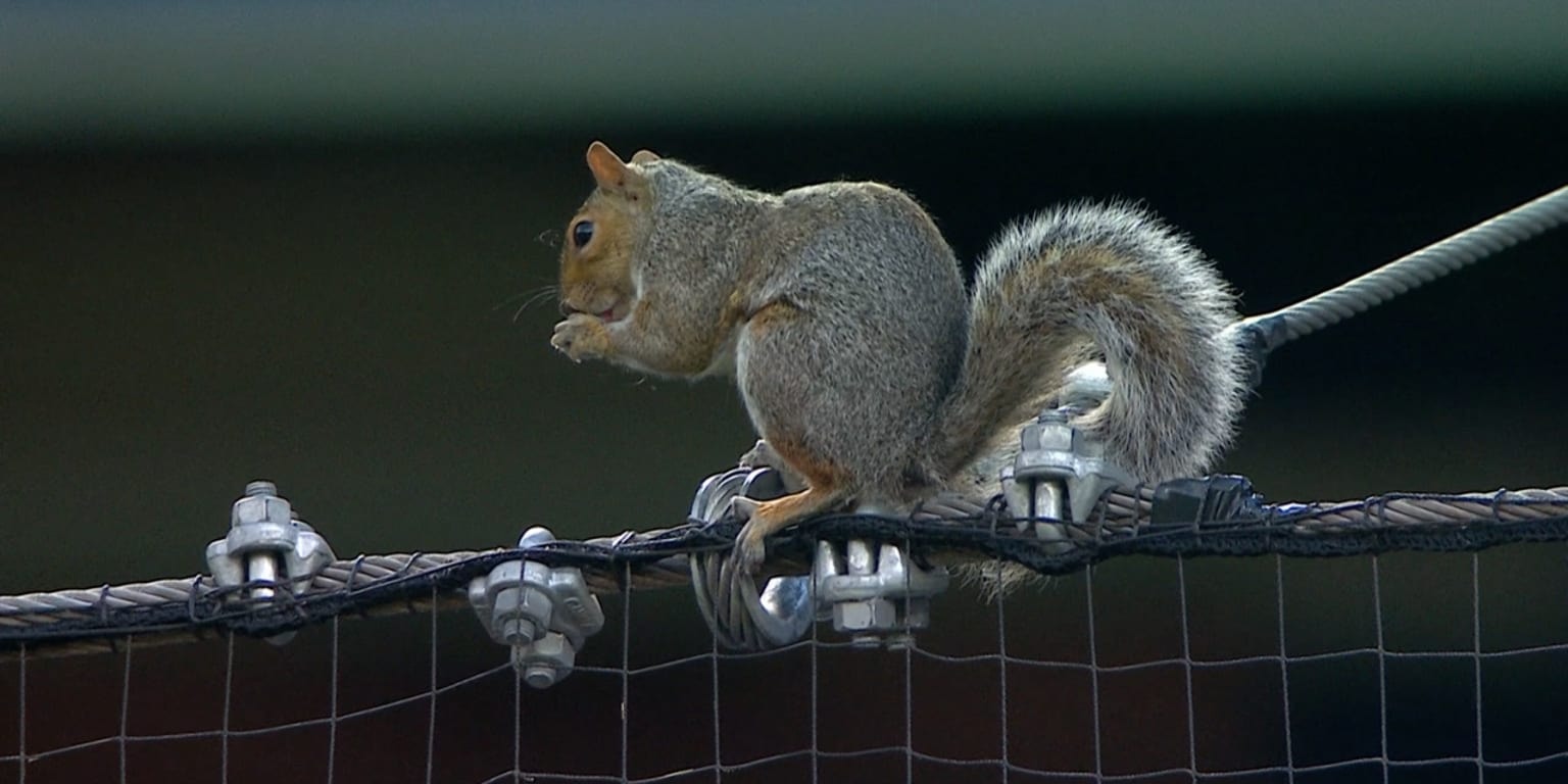 Squirrel Pulls Off a High-Wire Moment Above Citi Field as Mets Host Brewers