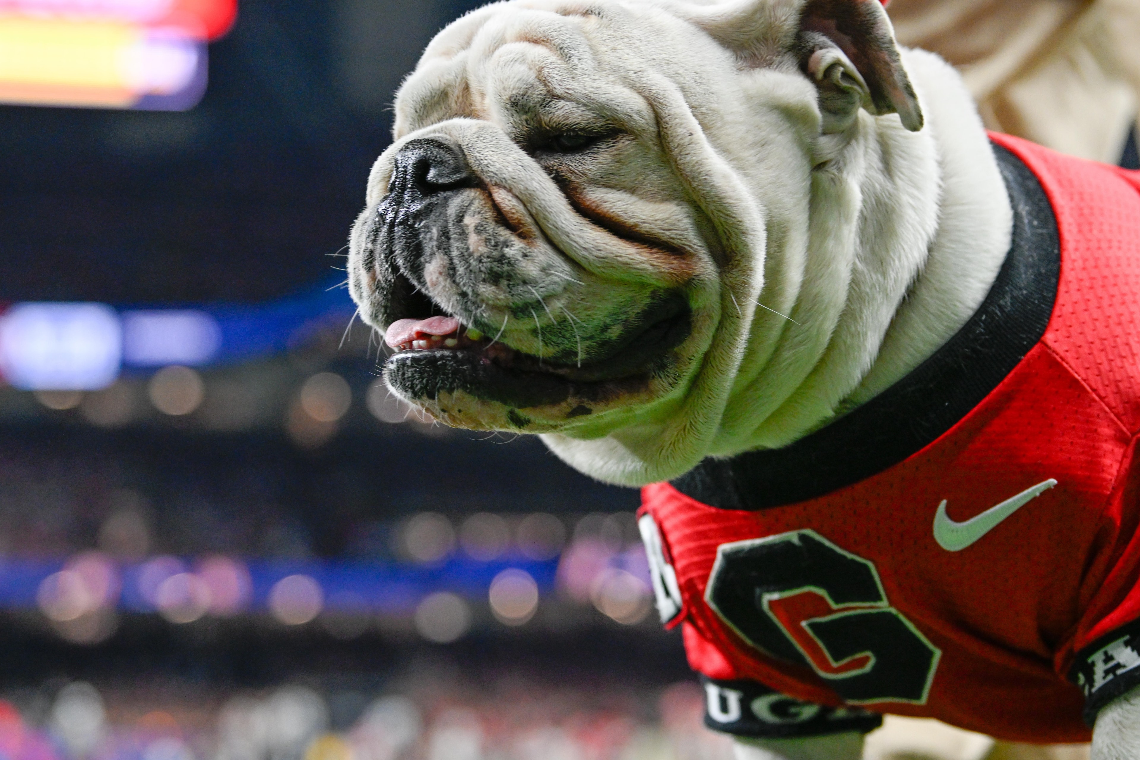 Georgia’s “Dawg Bites” column points to early buzz about disrespect as the Bulldogs push through full pads