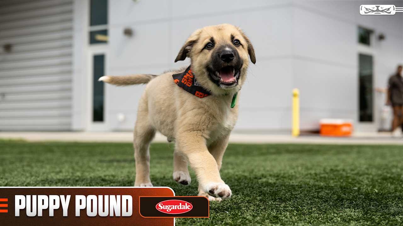 Browns Puppy Pound places 41 dogs into homes during 2026 training camp